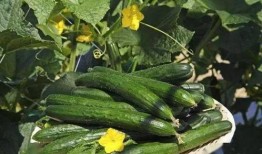 哪个网红连麦吃瓜好看一点,精彩瞬间大盘点！